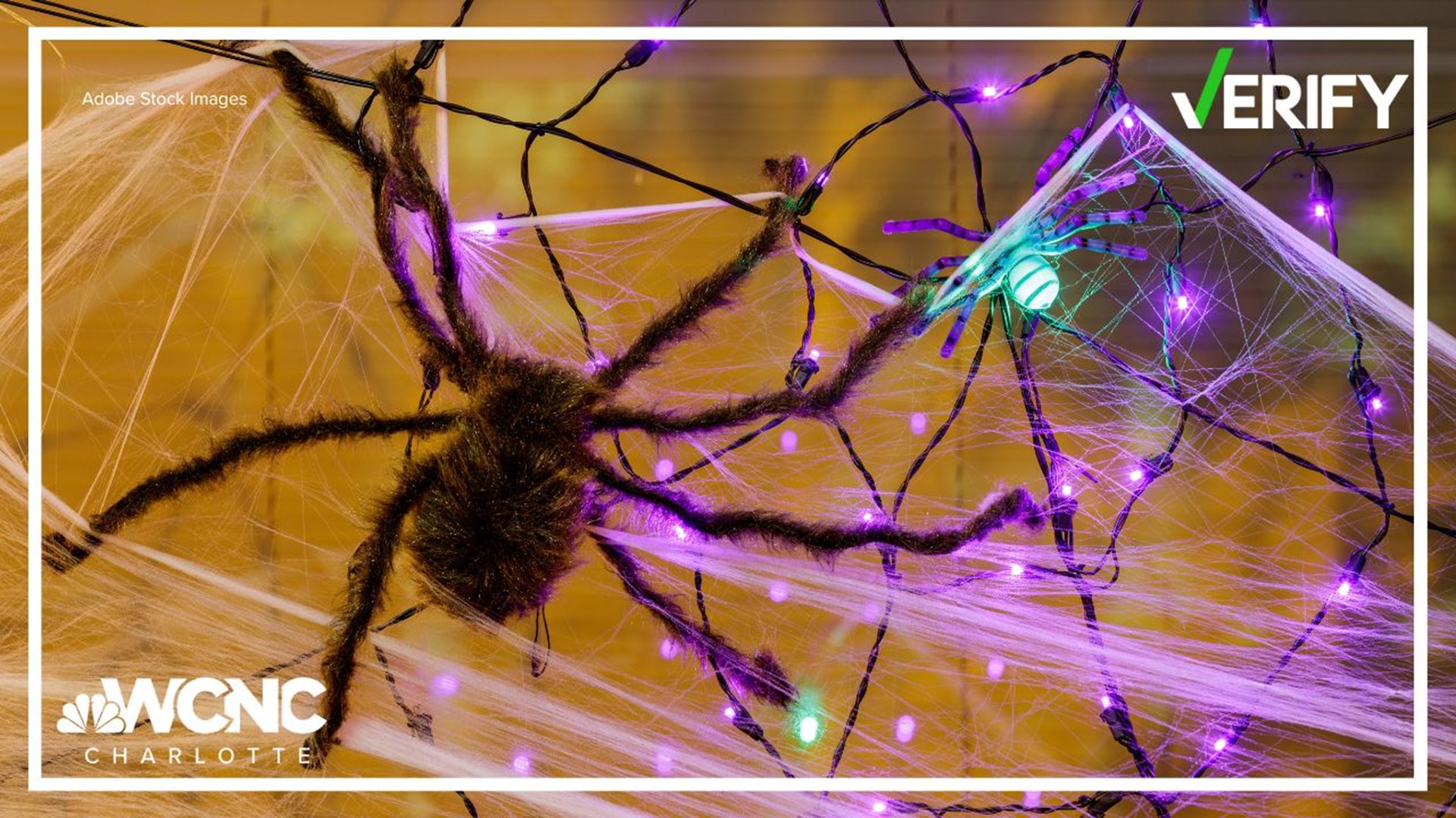 A lot of people put up fake spiderwebs to decorate for Halloween. But do those outdoor decorations cause problems for wildlife?