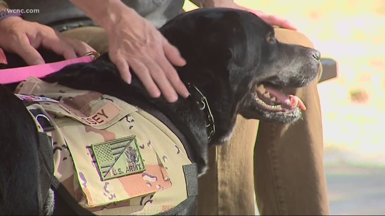 New initiative trains shelter dogs to become service dogs for veterans in need