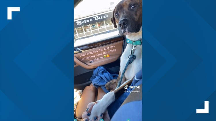 'I couldn't let him go': Shelter dog holds new owner's hand on car ride to his new home
