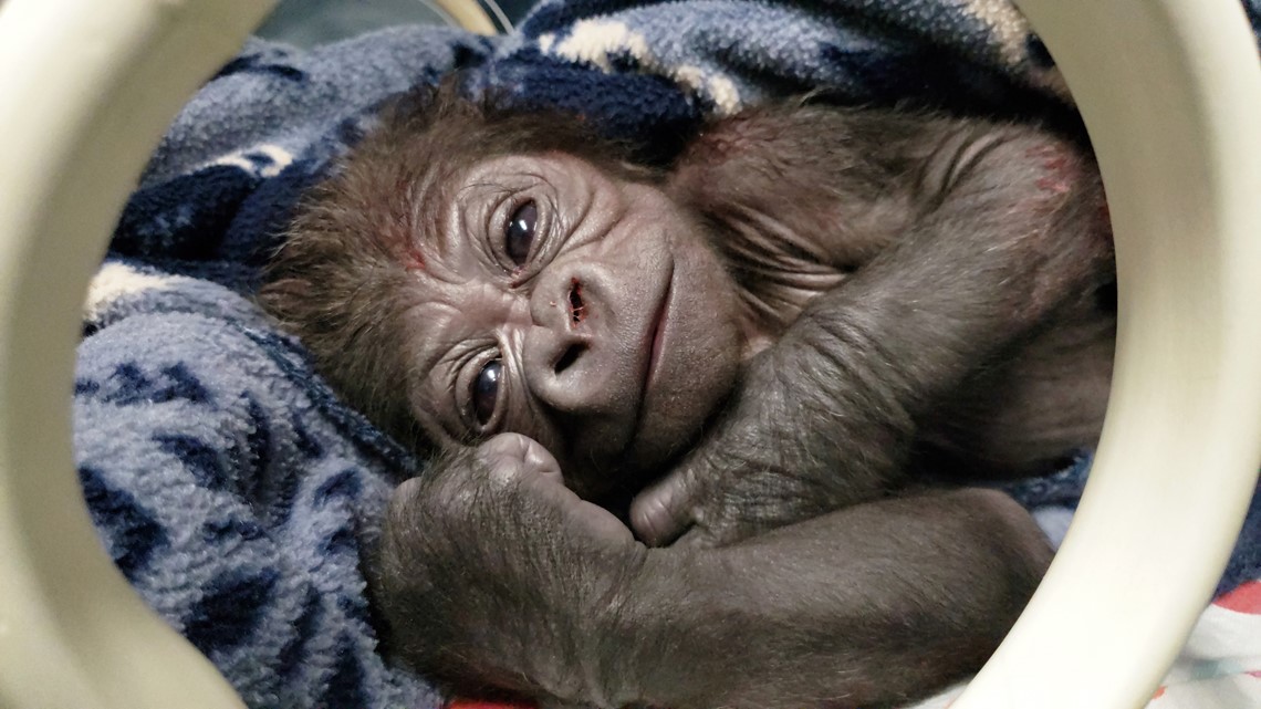 Baby gorilla born at Franklin Park Zoo in Boston | 10tv.com