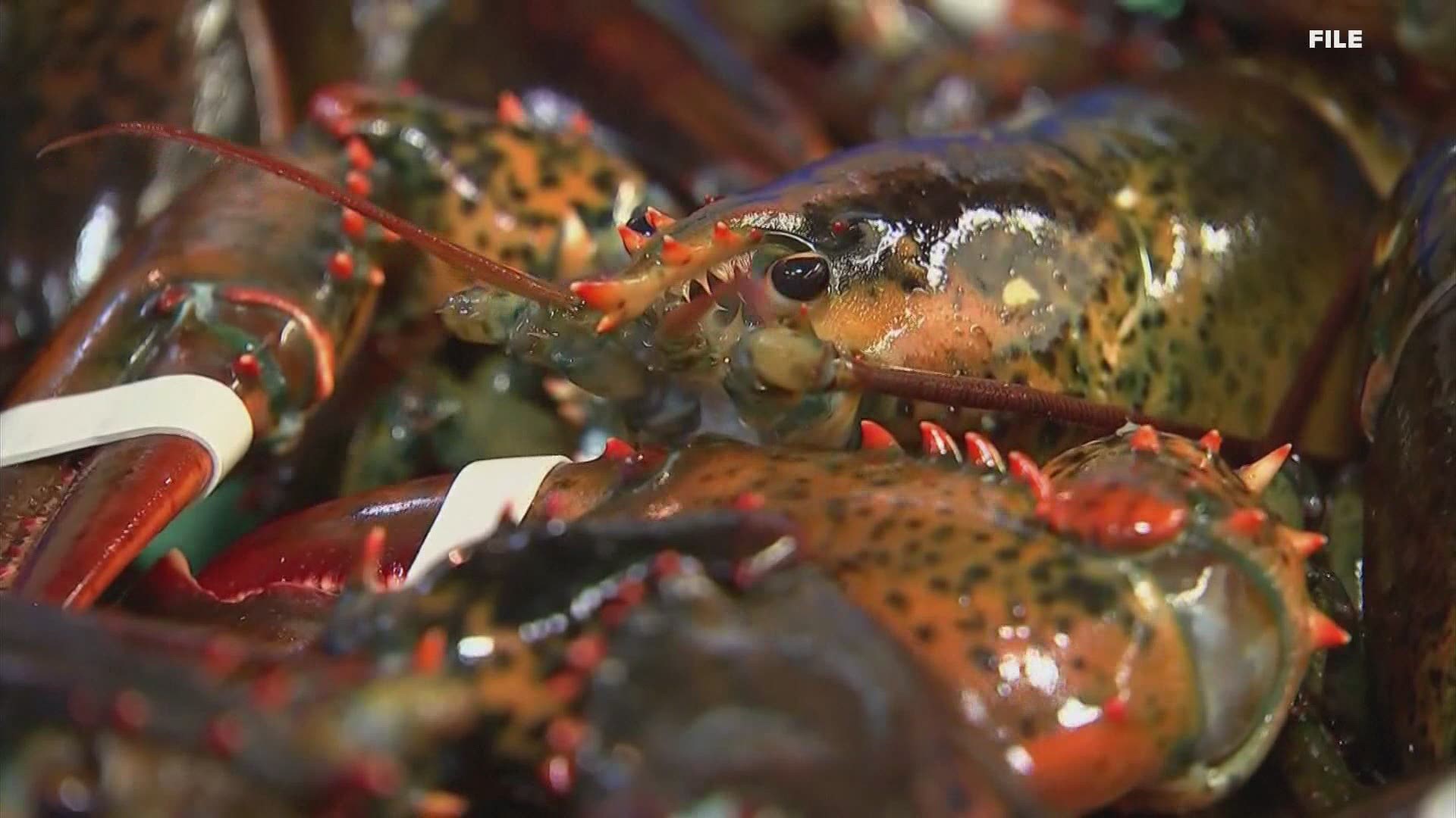 The Maine Department of Marine Resources said Wednesday fishermen caught more than 96 million pounds of lobsters in 2020