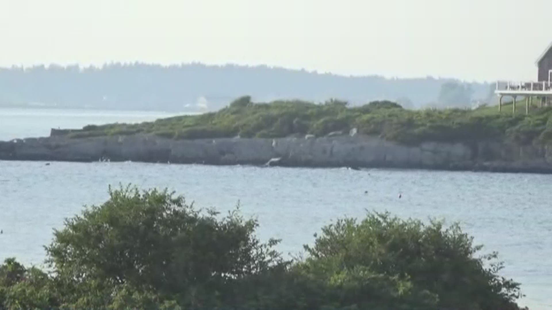 Woman killed in apparent shark attack in Maine