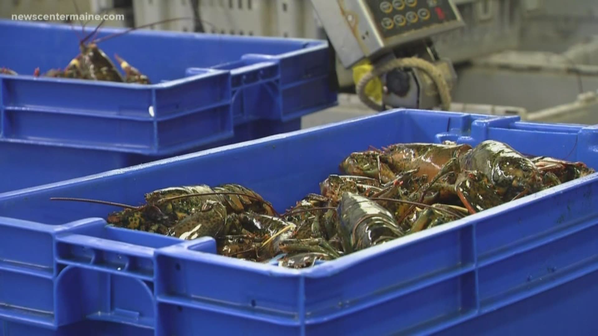 While there are reports the price of lobster has dropped significantly in New England, it appears whole sale prices in Maine are just slightly lower or average.