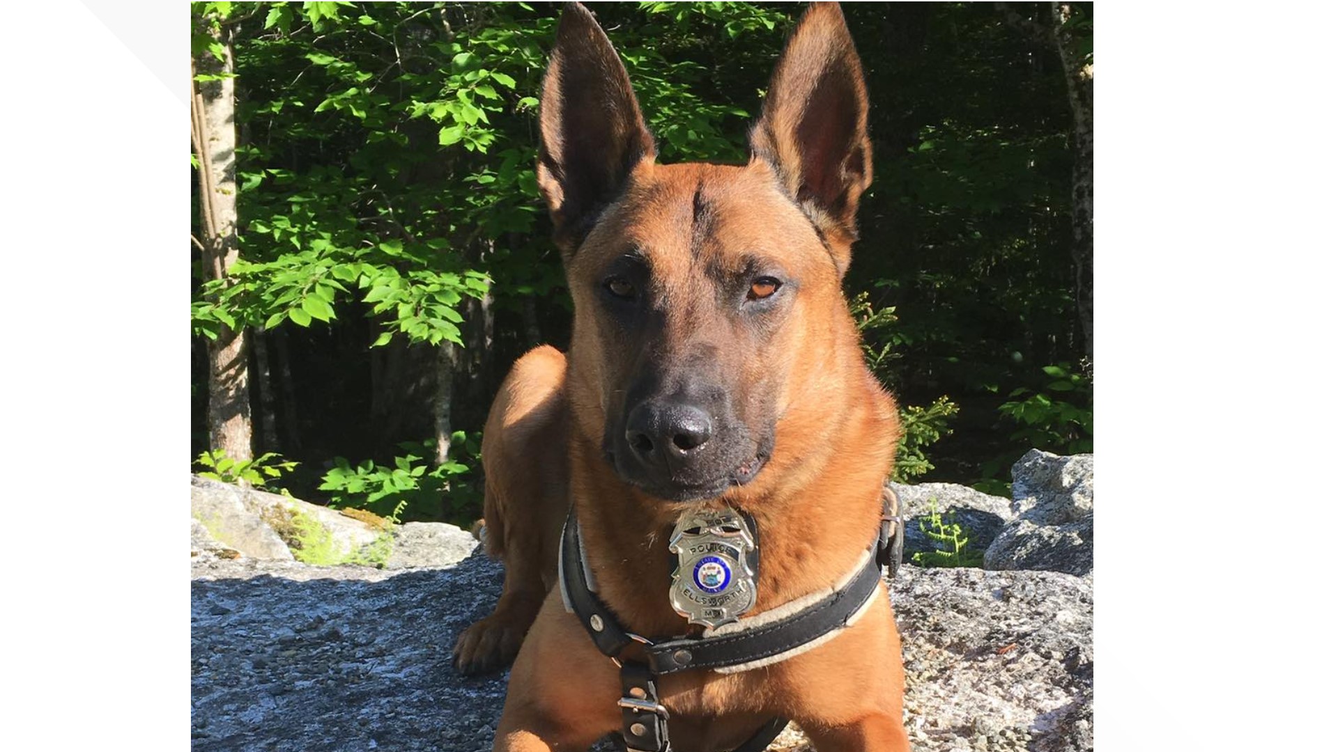 Police K9 Chase was with the department for 9 years. His retirement will include taking long walks, hanging out at camp, and eating plenty of dog treats.