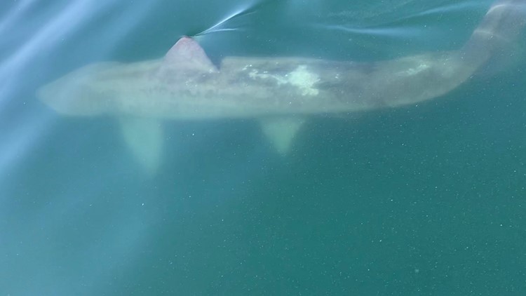 App to provide verified sightings of sharks off New England