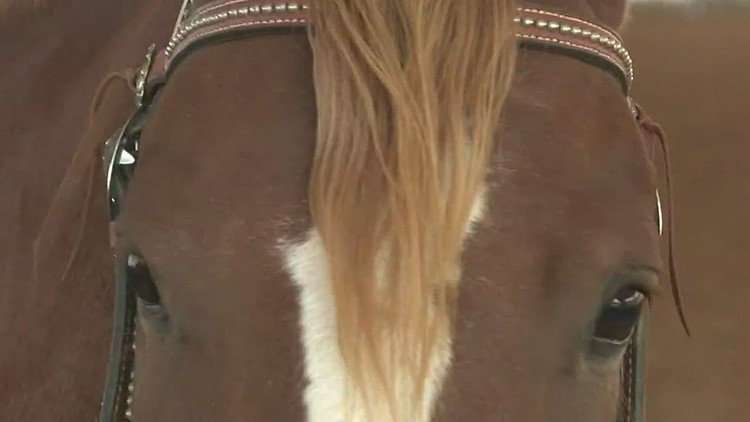 9 wild mustangs rescued from 'emergency' situation in Custer County