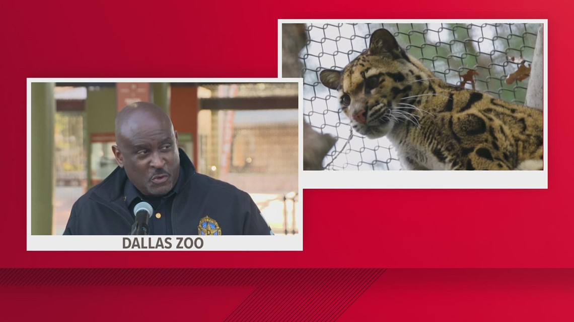 Missing Dallas leopard: Police launch 'criminal investigation' - Vimarsana News
