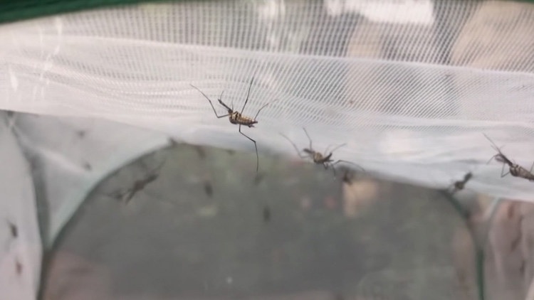 Dallas County health department reports first West Nile virus Death of 2025 season