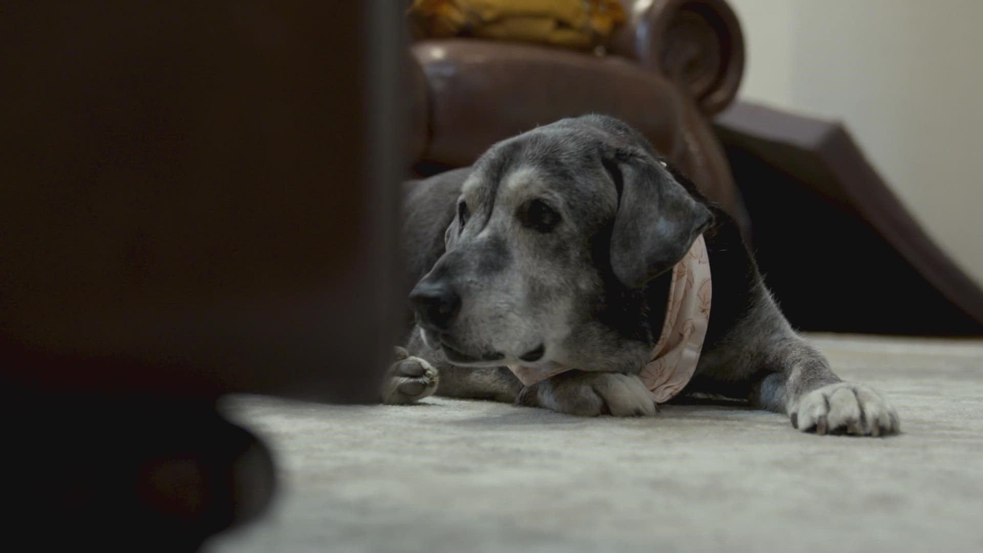 Annie, a black lab who is now more silver and white, is currently living out a bucket list and being showered with love.