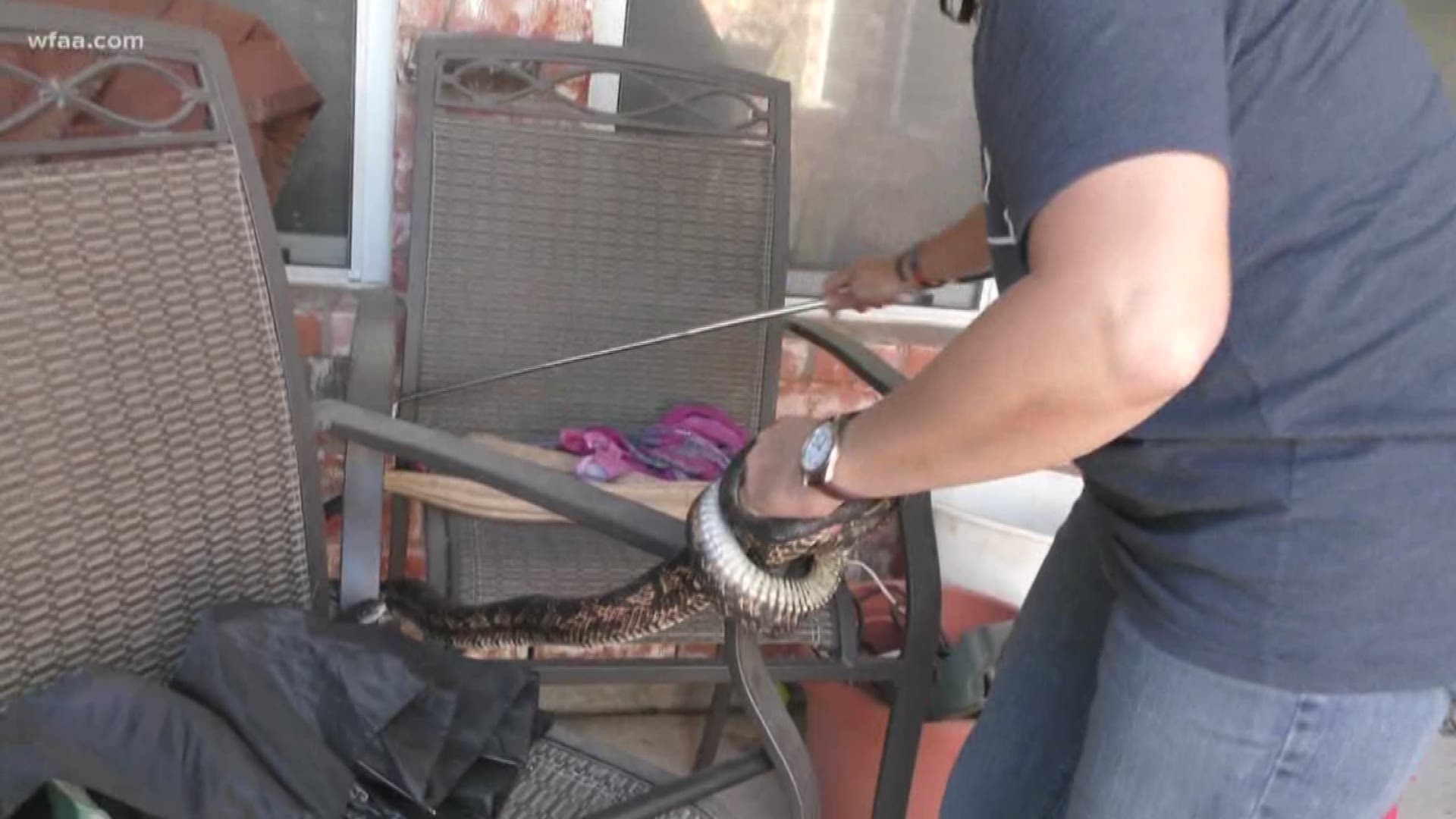 If You Have Snakes In Your Backyard This Collin County Group May Be Able To Help You 10tv Com