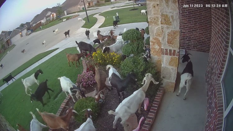 Goats take over Texas neighborhood while grazing at nearby development
