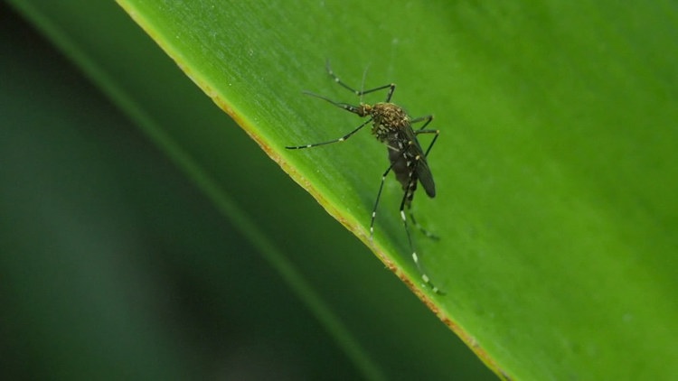 Tarrant County confirms first West Nile virus case of 2025