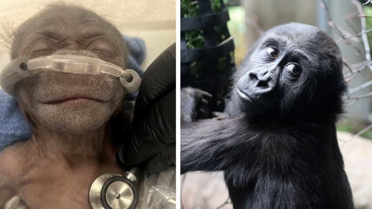 She was rejected by her mom following a C-section birth at the Fort Worth Zoo. Now, this two-year-old gorilla is thriving in Cleveland.