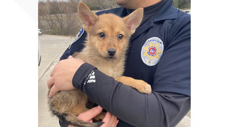 Puppy or coyote? This adorable pup 'Toast' found by police near dumpster