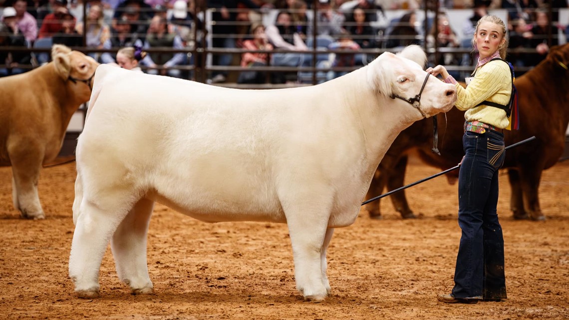 Fort Worth Stock Show Grand Champion steer sells for 340K