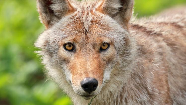 Rabid coyote attacks multiple people, dogs across several Gwinnett County neighborhoods