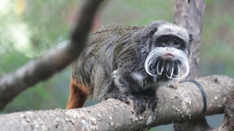 2 emperor tamarin monkeys believed to have been taken from Dallas Zoo, officials say