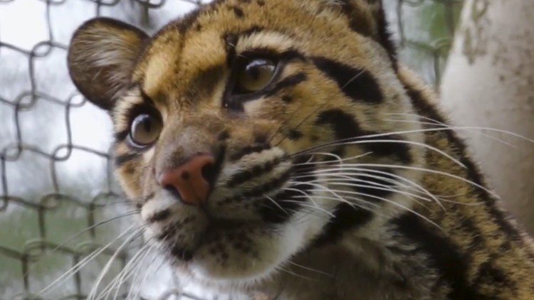 Meet Nova, the missing -- then found -- clouded leopard at the Dallas Zoo