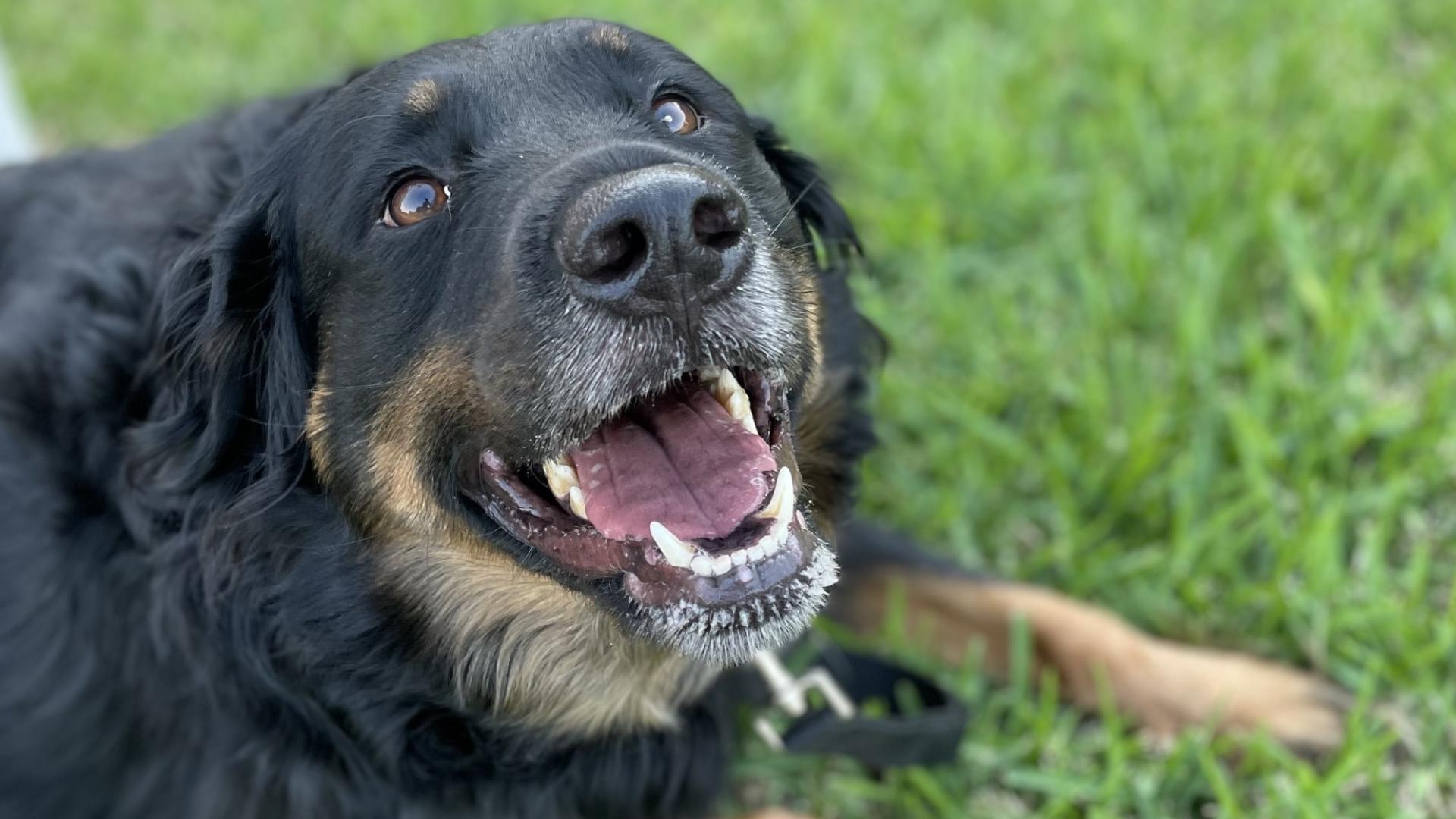 Devin Garza is desperate to find his five-year-old Rottweiler mix.