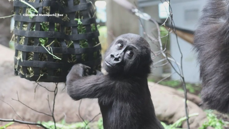 She was rejected by her mom after a C-section birth at a Texas zoo. Now, this 2-year-old gorilla is thriving in Cleveland.