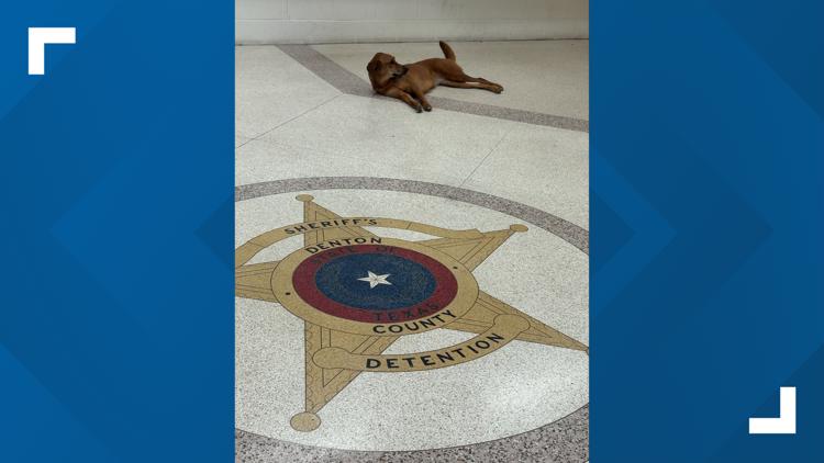As North Texas temperatures soared, 1 unlikely visitor found relief in an unexpected place: the local jail
