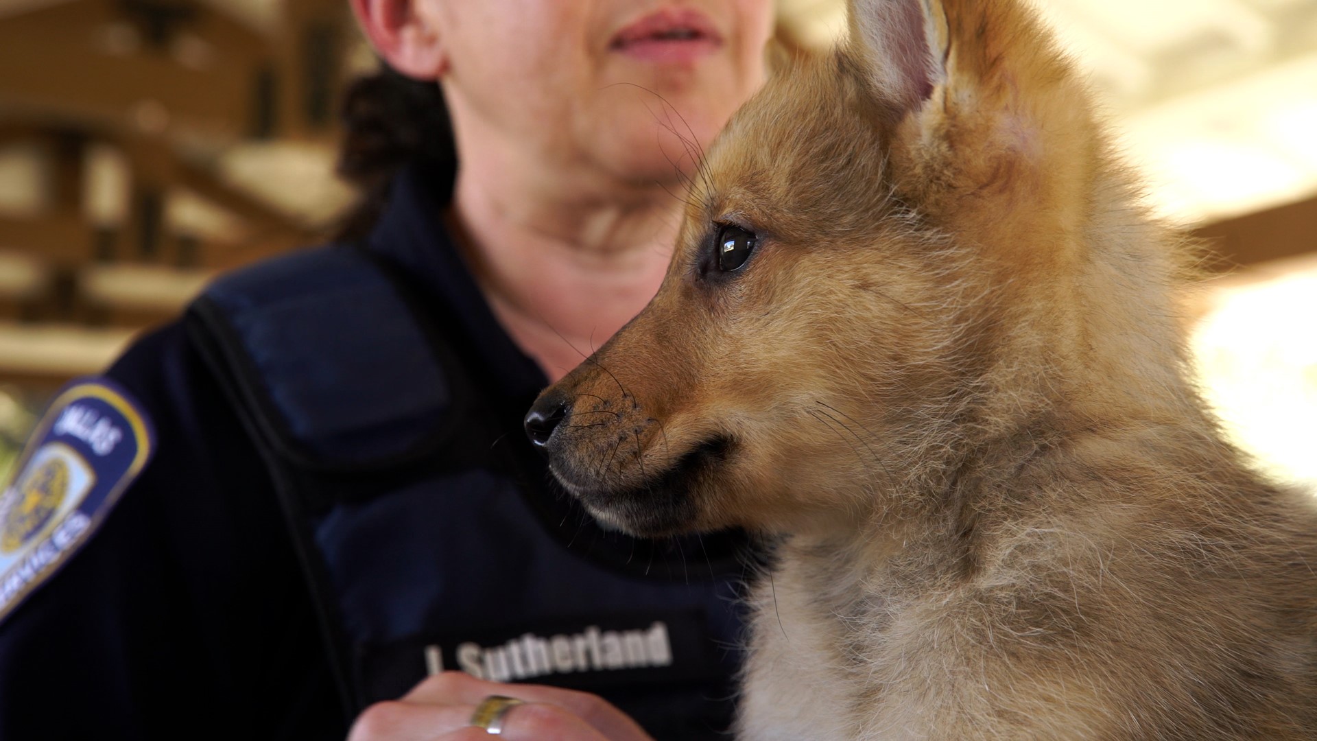 Coyote or dog? We have the DNA results for Dallas pup 'Toast'