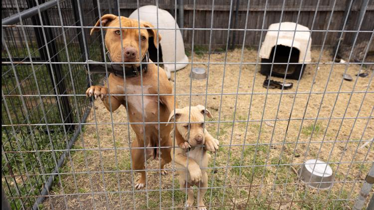 Dallas Police rescue over 200 dogs, seize dozens of guns in dog fighting investigation