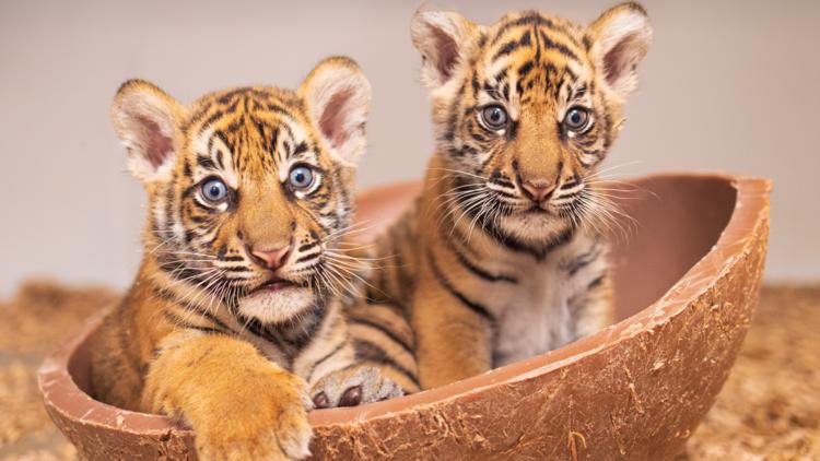 Fort Worth Zoo celebrates historic first births of rare Sumatran tiger cubs