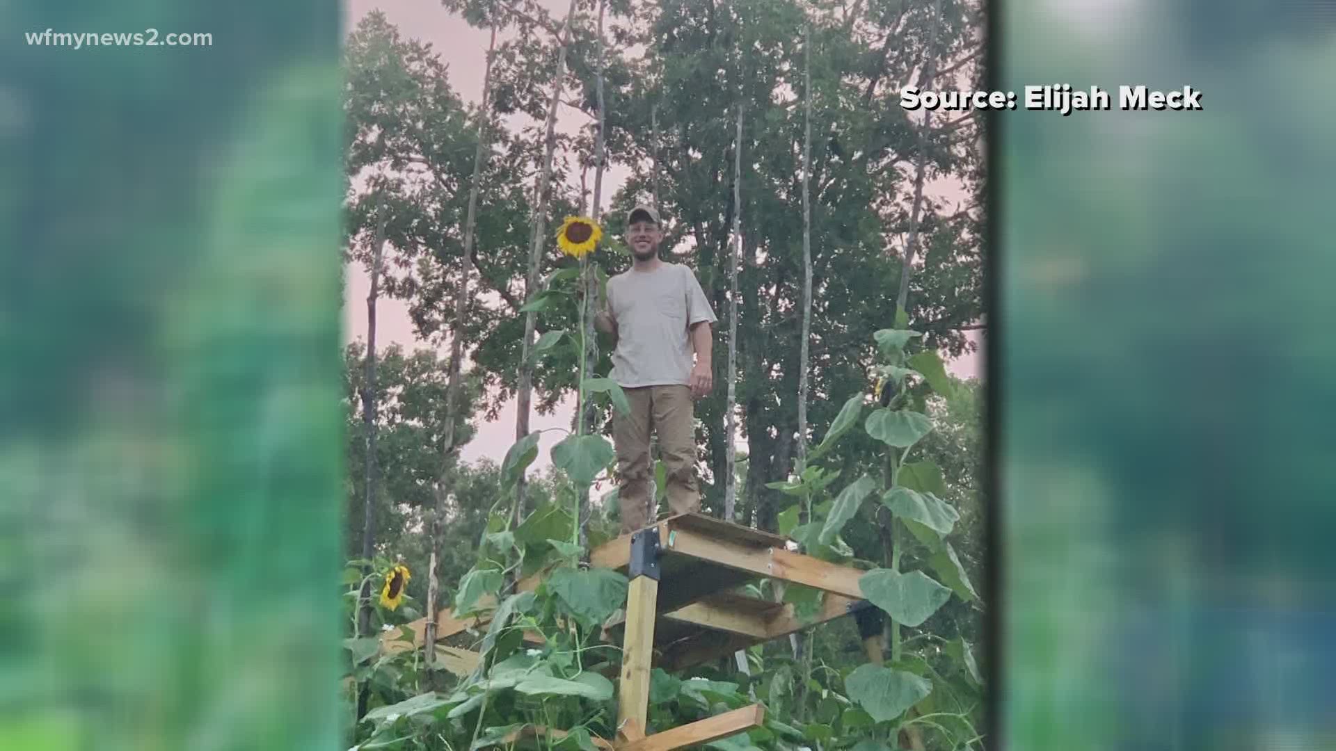 Elijah Meck started growing flowers as a hobby. Now, his hobby has turned him into the owner of North Carolina’s tallest sunflower.