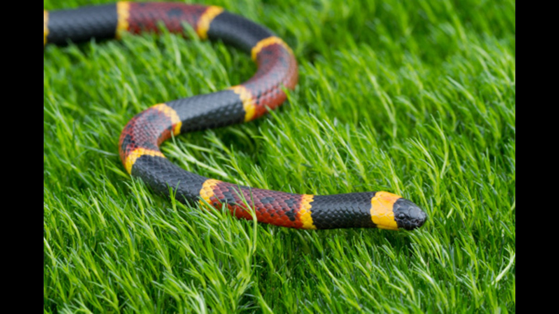 Black Snakes vs Copperheads What You Need to Know