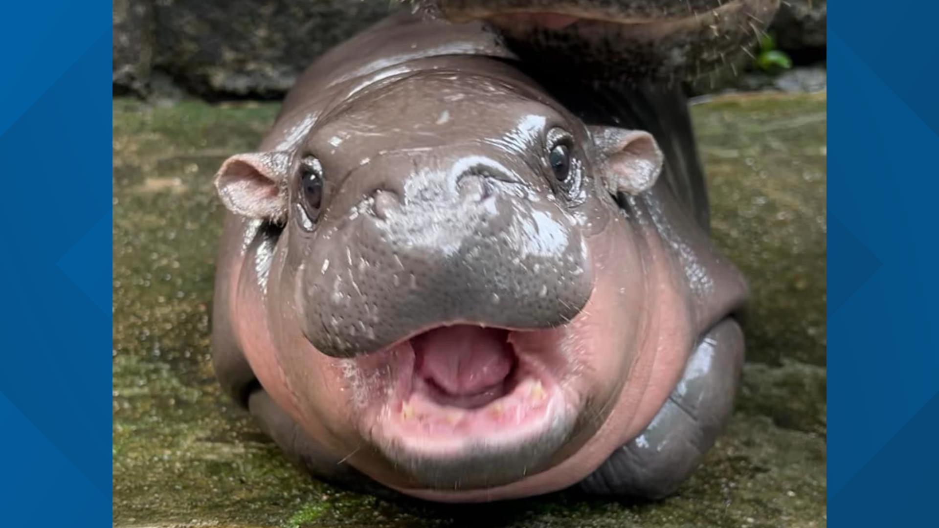 If your social media hasn't already been flooded with images of the baby pygmy hippo that's gone viral, we're about to introduce you.