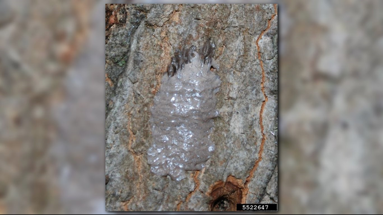 Spotted lanternflies can't survive the cold, but their eggs can