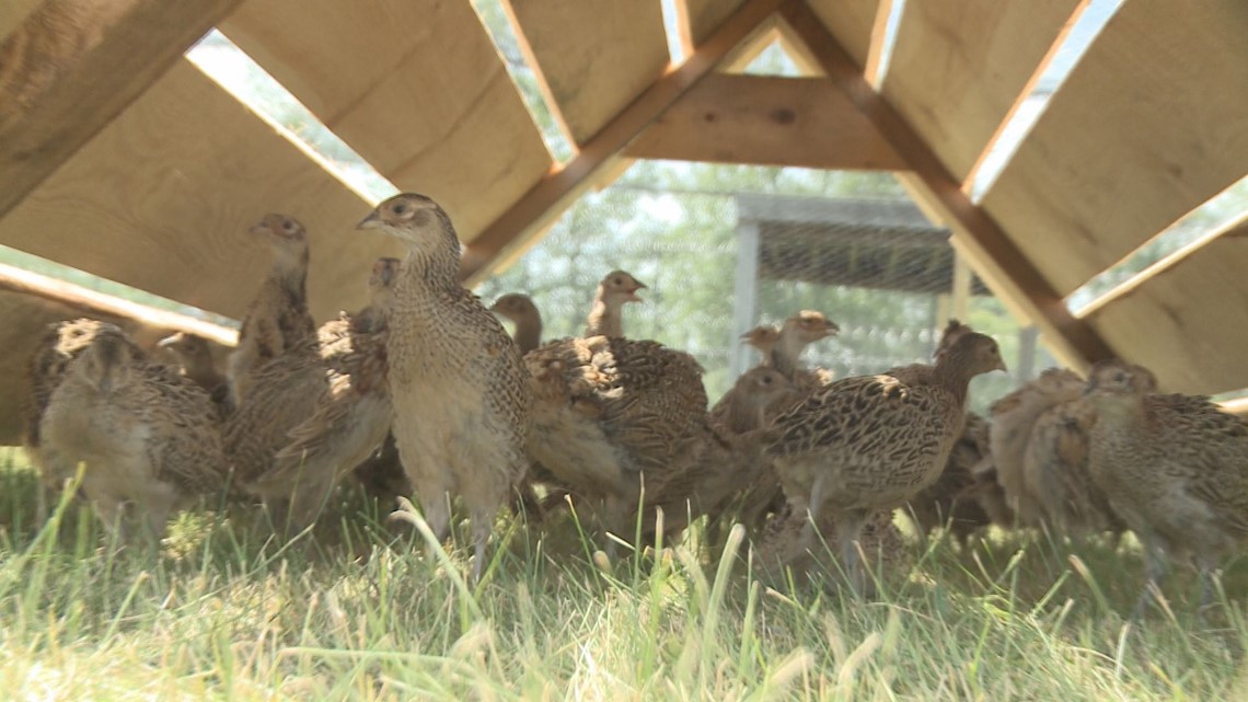 Iowa's second case of bird flu detected in Kossuth County