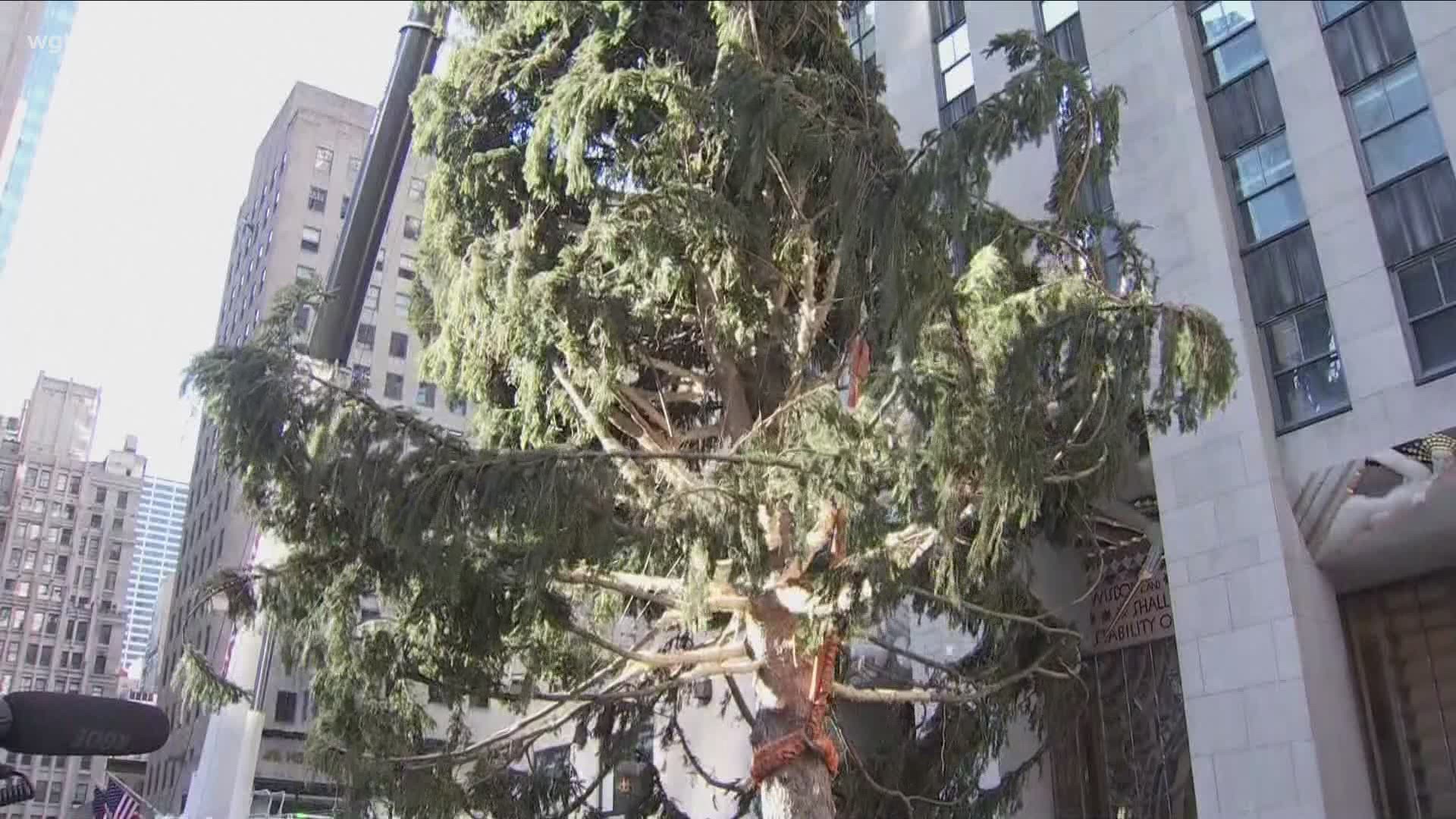 The 75 foot tall, 11 ton Norway Spruce grew up in Oneonta, New York. Soon it will be adorned with thousands of LED lights.