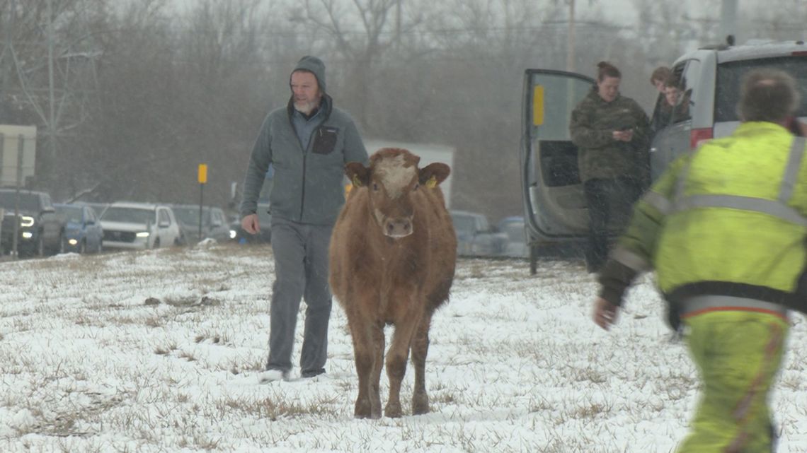 Cows on the loose disrupt traffic in upstate New York Monday