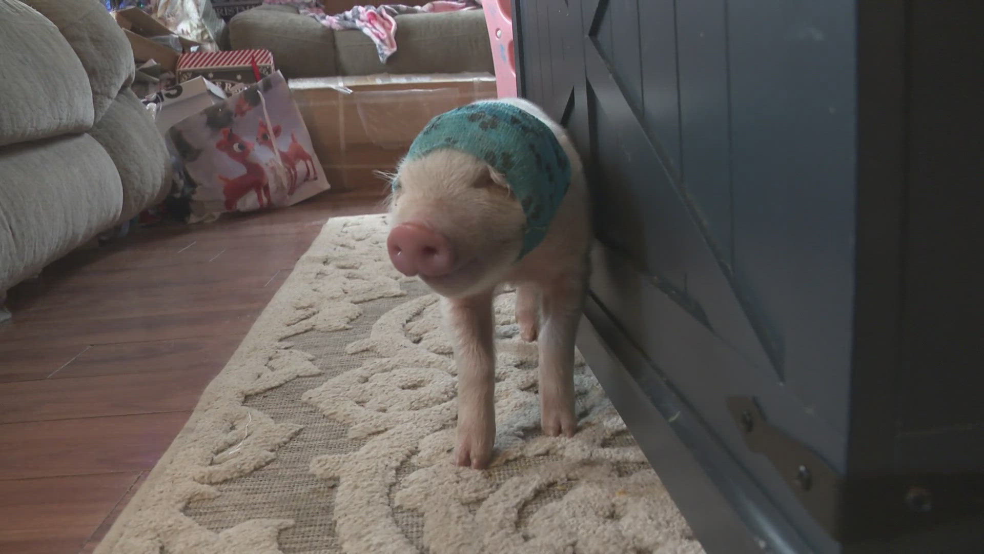 Most Buffalo: 'Piglet finds forever home after being rescued'