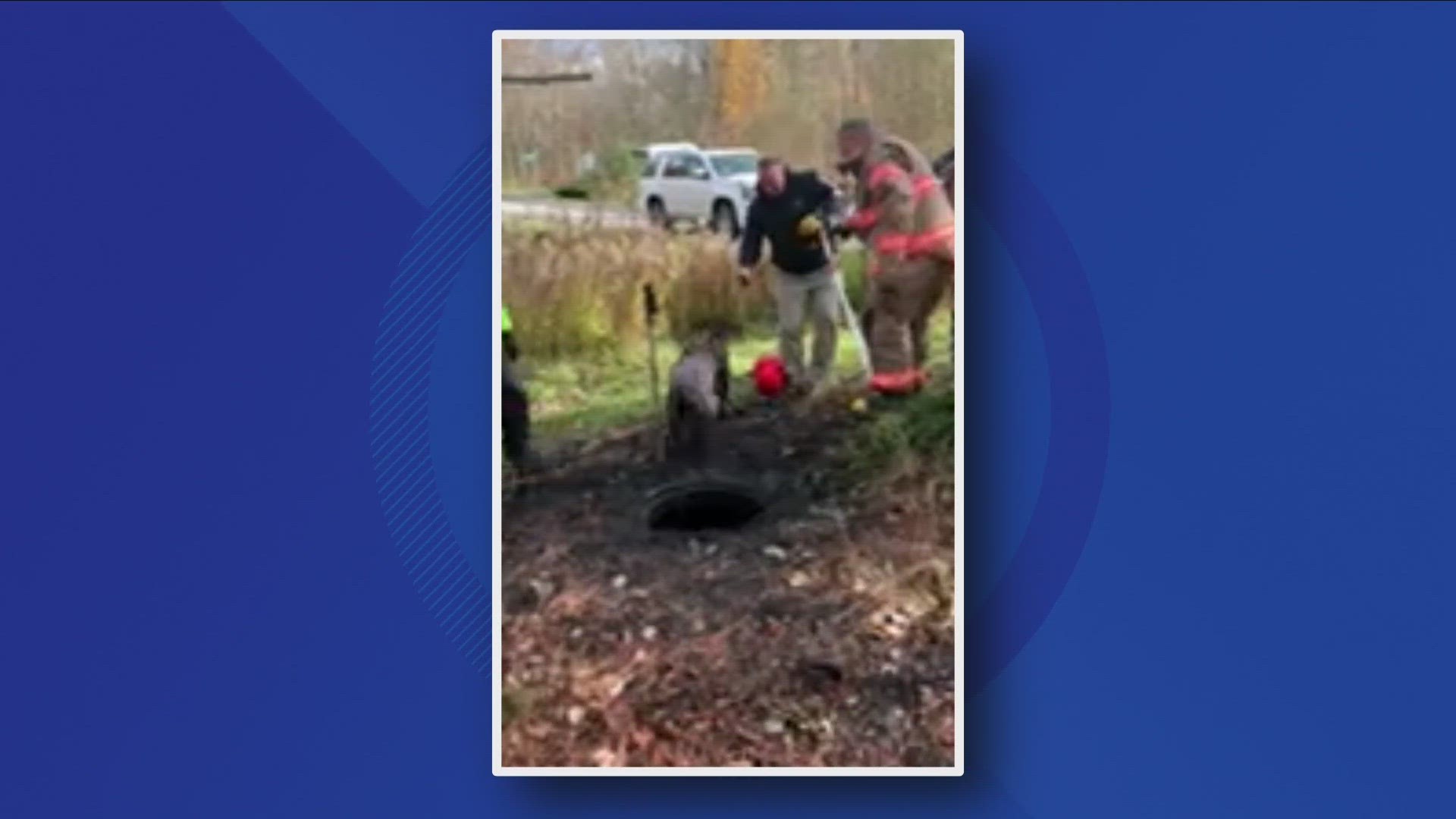 Fire company members helped the furry friend to safety.