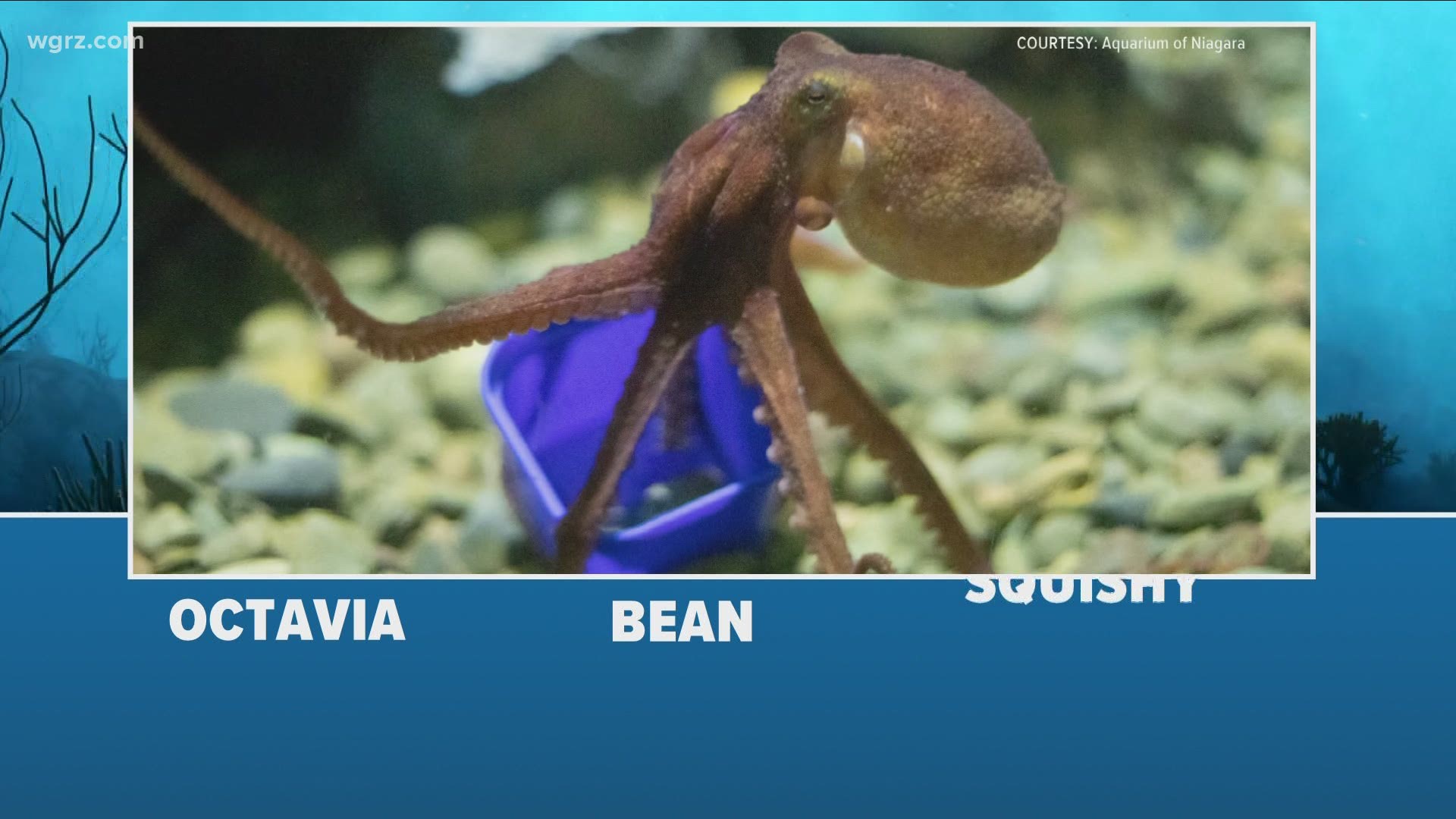 A few weeks ago we told you the Aquarium of Niagara put out a poll to name its new octopus, today the results came in.
