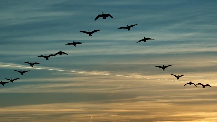 800 million birds are expected to migrate across the U.S. this weekend