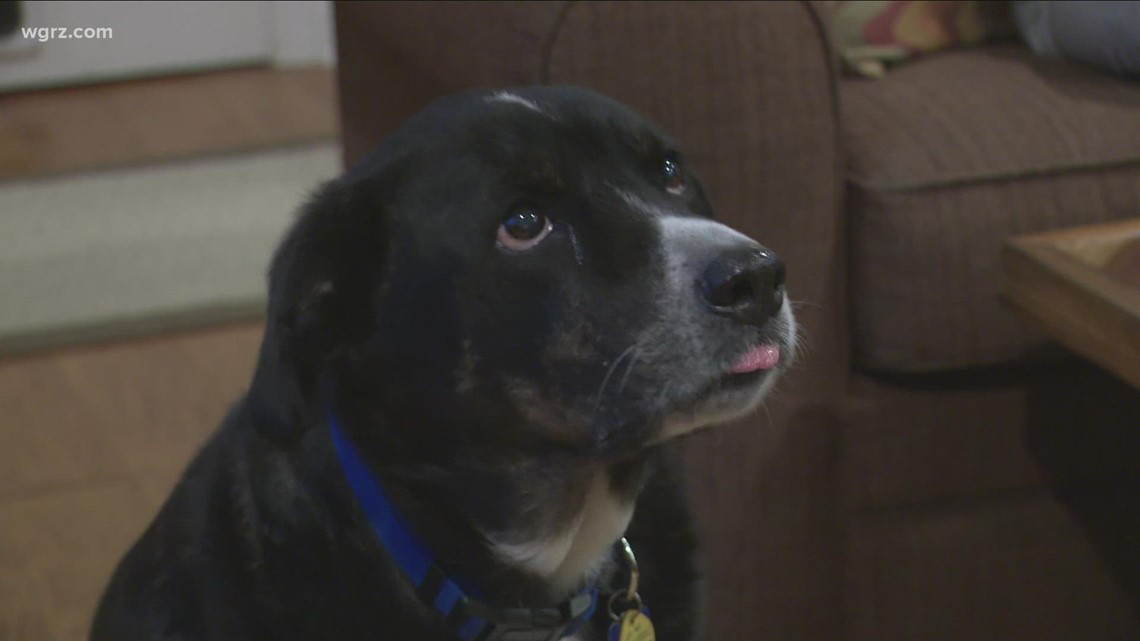Dog alerts family of house fire in Williamsville | fox43.com