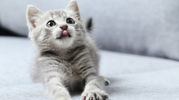 Young-Williams needs your help to prepare for kitten season!