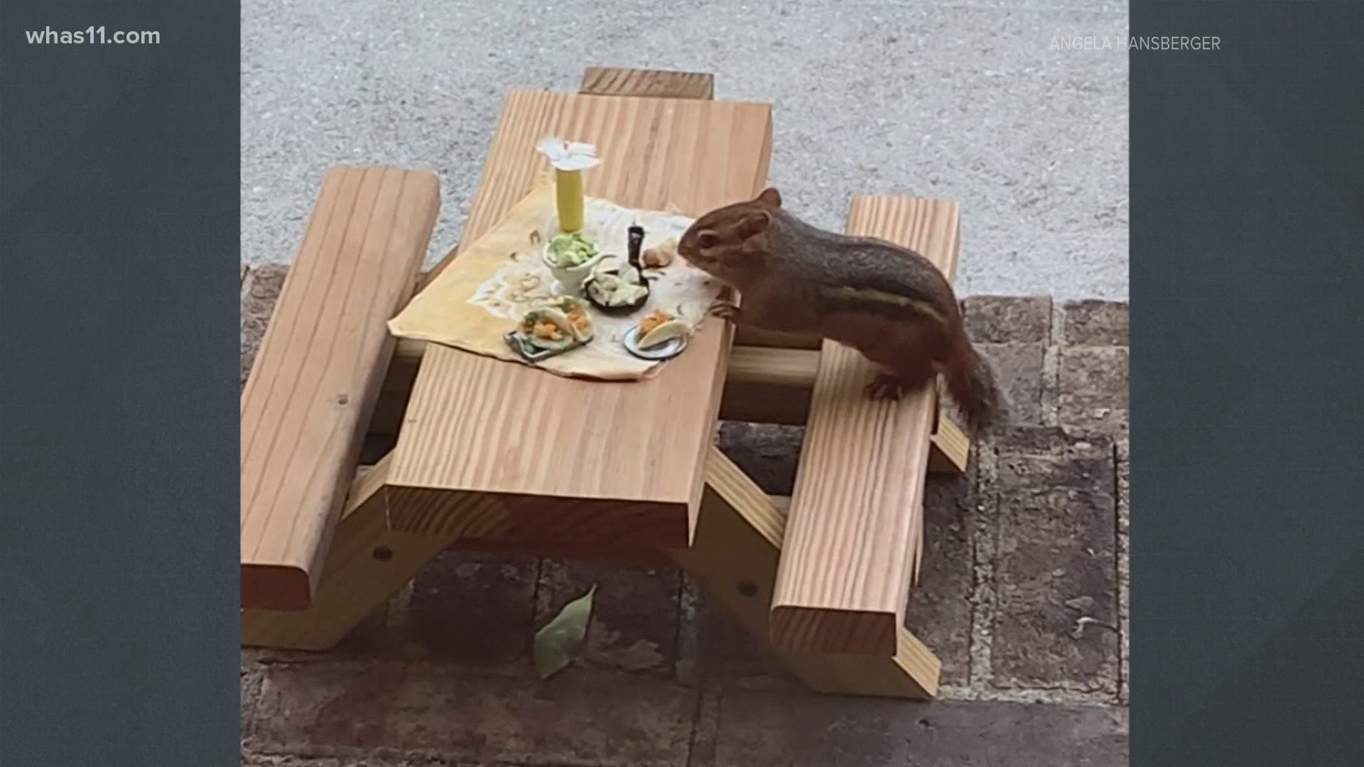 It's an image that you may have seen on social media, a chipmunk enjoying one of many gourmet meals. Angela Hansberger explains how she came up with elaborate meals.