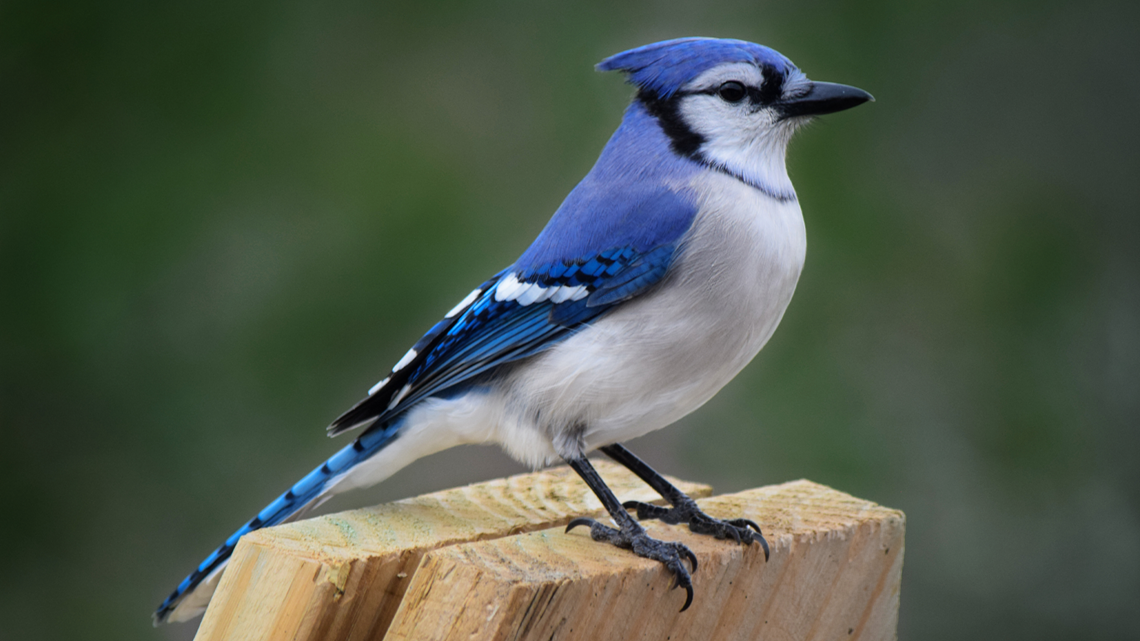 Birds Cardinal Blue Jay Stock Illustration - Download Image Now