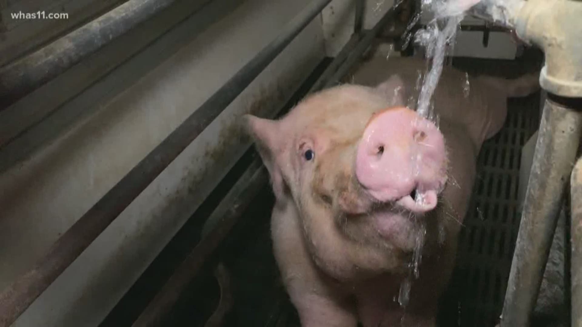 Peta Publishes Video Of Alleged Animal Cruelty At Louisville Slaughterhouse Weareiowa Com