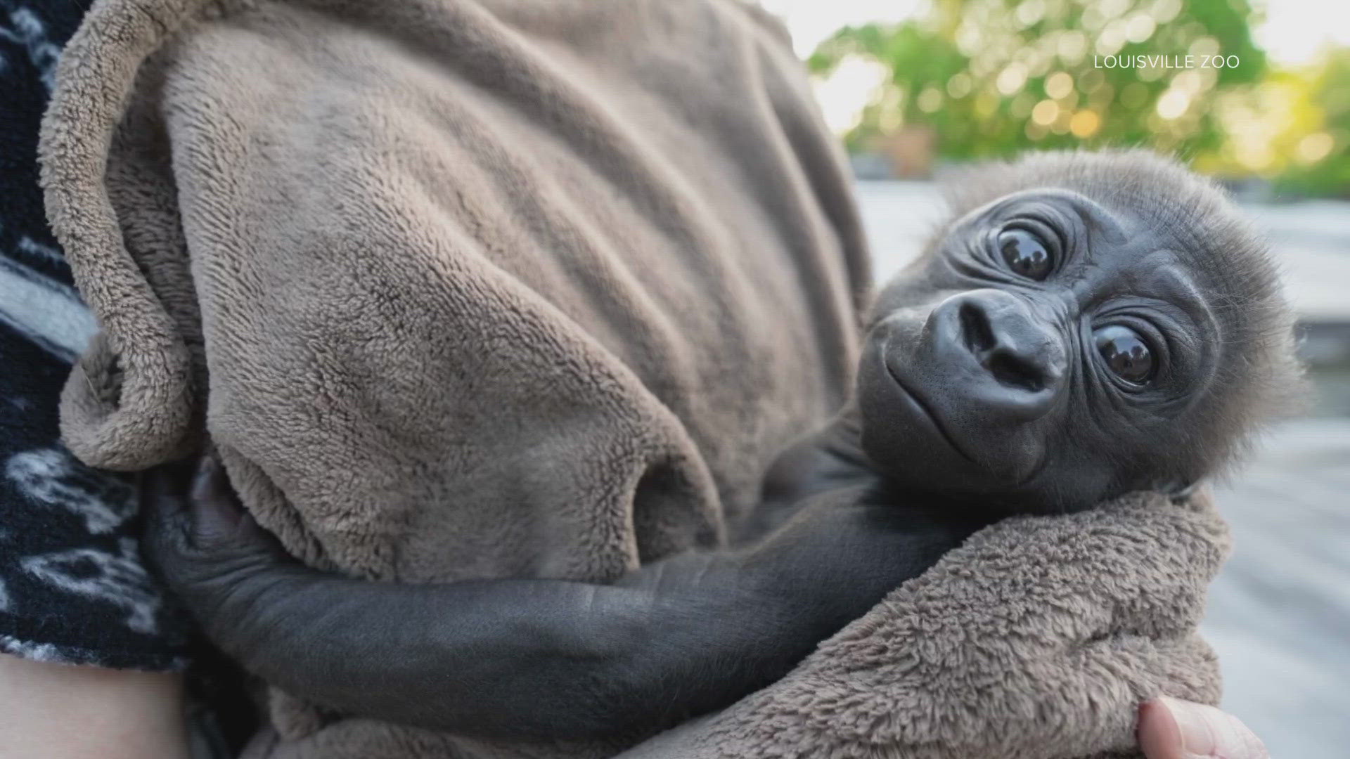 The Louisville Zoo's 40-year-old female gorilla, Kweli, was chosen to be the baby's foster mom after her past success with infant gorillas.