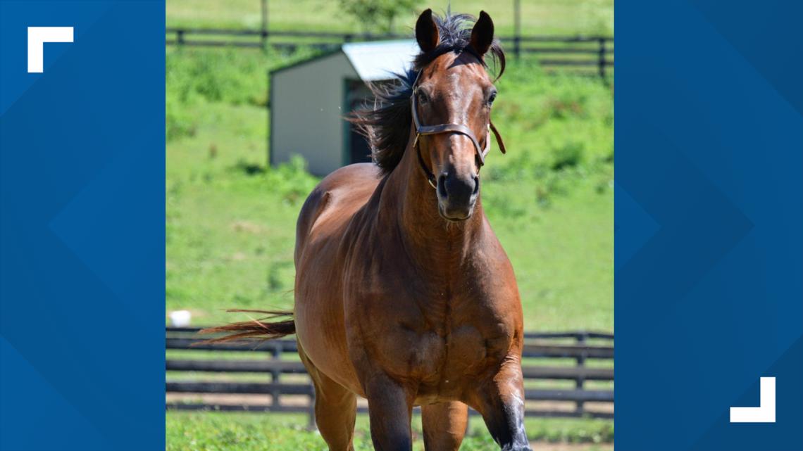 Seabiscuit double Popcorn Deelites dies at Kentucky horse farm