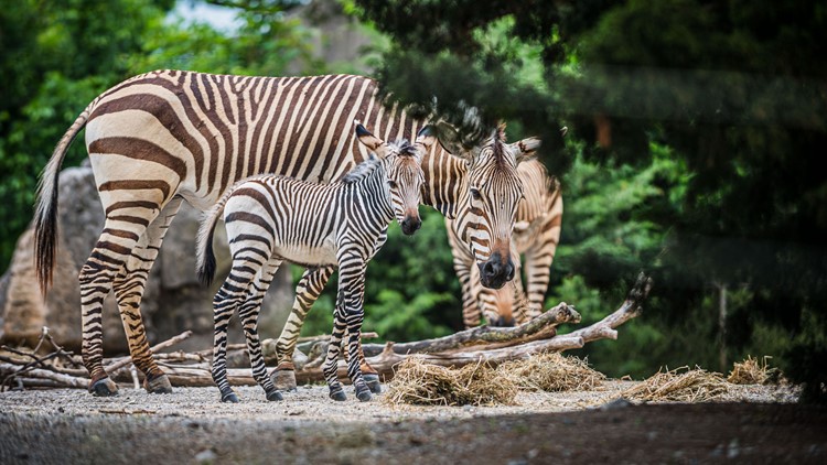 Baby zebra born at Louisville Zoo; giraffe calf expected soon