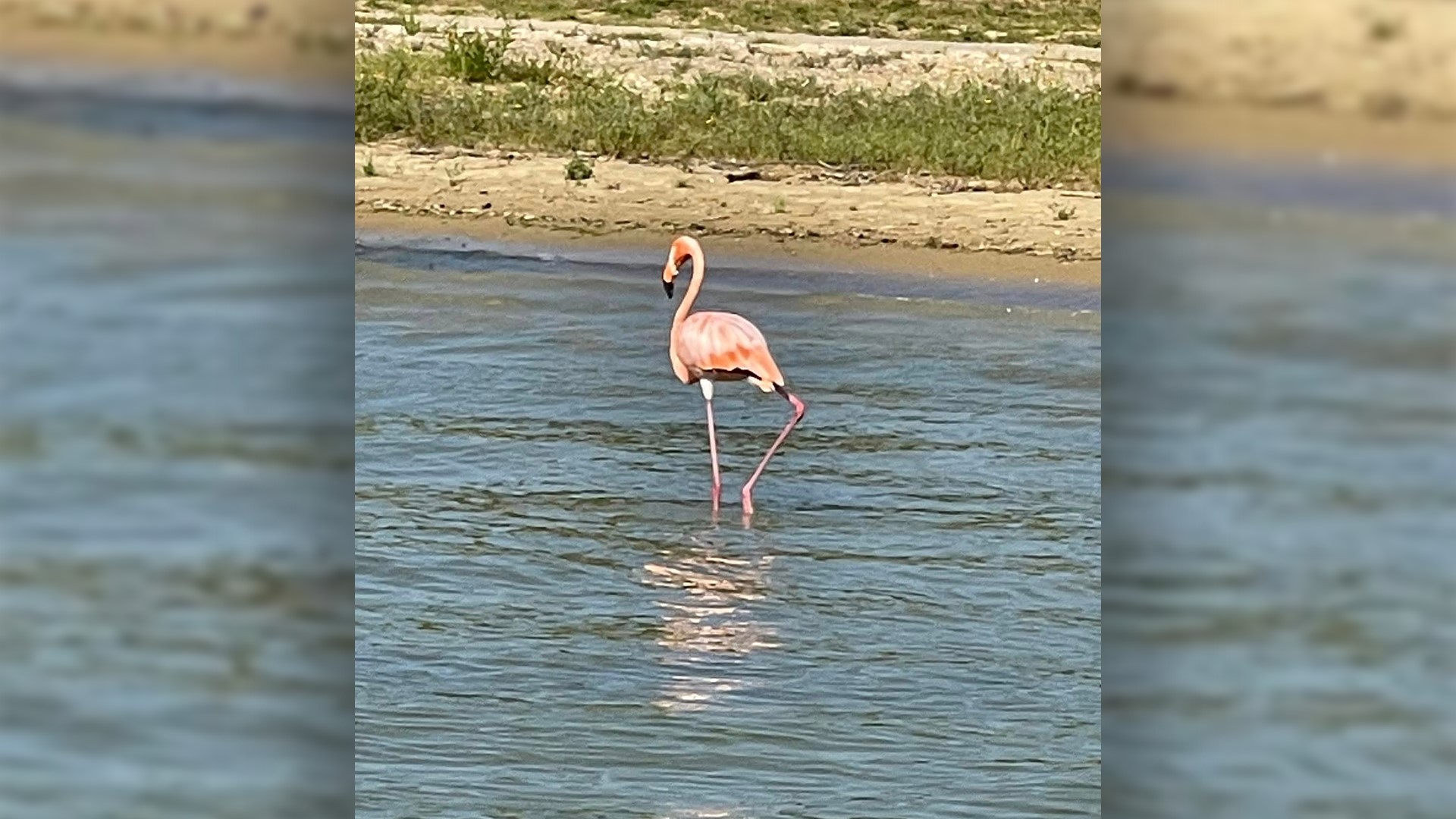 The Kentucky Department of Fish and Wildlife said the bird appears to be healthy, despite being picked up during the hurricane.