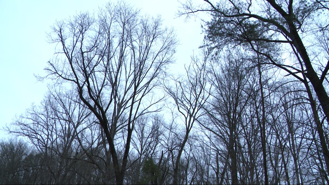 Plan to cut, burn portion of Hoosier National Forest opposed - Vimarsana News