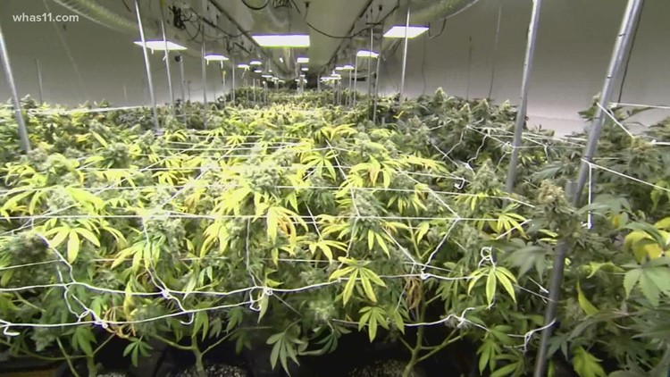 Kentucky House passes bill to legalize medical marijuana